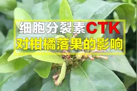 细胞分裂素CTK对柑橘落果的影响视频封面
