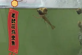 河里捞的小虾放鱼缸里养不活？老魏通过实践验证就是这两个原因！