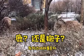 有谁知道：东北冰城远郊拍到的，这是鹿，还是狍子、或者是獐子？