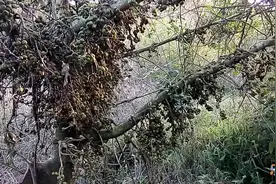 大山里偶遇的一棵特大牛奶果，密密麻麻的果子挂满枝头，绝对震撼视频封面