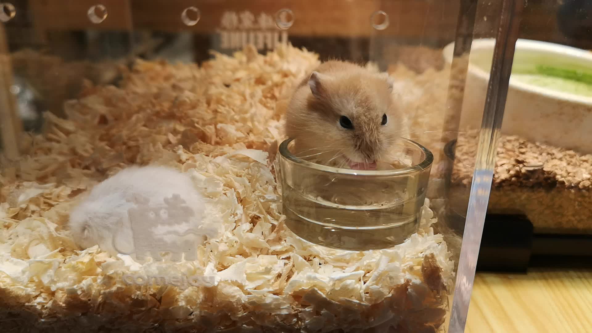 银狐仓鼠未成年一天吃多少克食物为宜