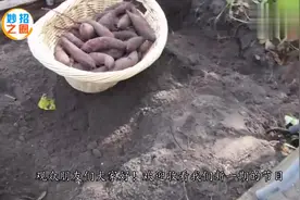 紫薯和红薯还是有区别的，其实这种的才最好视频封面