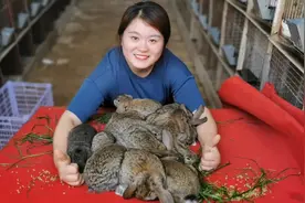 仔兔黄尿病的症状？如何预防黄尿病的发生 仔兔黄尿病的治疗办法视频封面