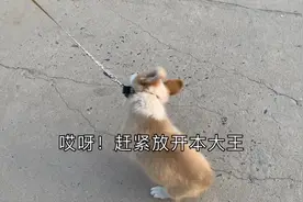 三个月小柯基第一次带牵引绳出门，倔强的挣脱着说“放开本大王”视频封面
