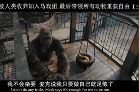 小猩猩被人类收养最后带进马戏团带领里面所有动物重归自由图片
