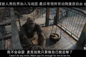 小猩猩被人类收养最后带进马戏团带领里面所有动物重归自由图片