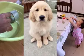 86天的小金毛今天第一次洗澡，这是洗完澡的样子，可爱吧？