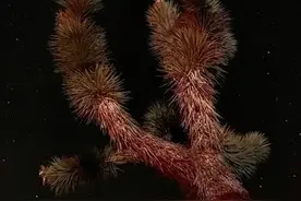 iPhone 11 Pro的夜景模式演示