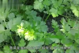 都说男性不宜吃香菜，难道真的影响那么大吗？听听医生什么说视频封面