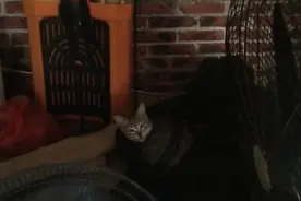 农村八哥收养的流浪猫，晚上叫声像小孩哭，有人知道咋回事吗