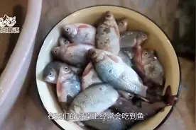 鲫鱼到底可以长多大，湄公河发现超大鲫鱼，体重一百多公斤！视频封面