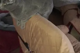 麻麻，家里有陌生人走动！不会把我抓走吧？我得躲起来！😇👀