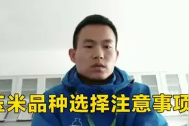 玉米品种选得好，来年丰收少不了，怎么选玉米品种？视频封面