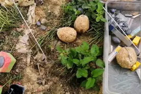 翻板钩VS小爆炸钩上鱼哪家强？看实操揭晓答案吧！