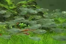 家养金鱼肚子变大咋回事？原因离不开两点，对症下药及时挽救鱼命视频封面
