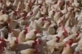 当把一只公鸡扔进母鸡群后～视频封面