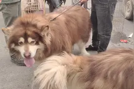 狗市实拍：阿拉斯加种公吃的跟猪一样，还有精品柴犬，你见过吗？视频封面