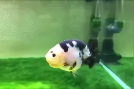 非常漂亮的小奶牛兰寿金鱼，养得这么好一定是高端玩家