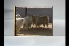 养殖场要怎么来建设呢？选址和羊舍建设都有讲究～视频封面