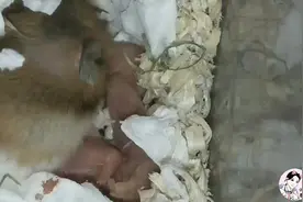仓鼠妈妈用心给宝宝们清理污秽，感叹母爱好伟大
