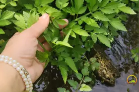 便秘、失眠、高血压，农村的野菜是药食同源的植物，认知下视频封面