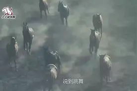 国外一会跳舞的马，跳舞姿势不输人类，网友：有两下子