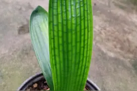 黄技师 二代珍品视频封面