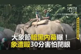 大象节暗黑內幕曝光！大象遭殴打30分害怕閉上眼