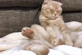 给猫猫梳理毛发，天天这样梳头会不会变秃子呢