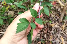 农村孩子喜欢的一种“刺泡儿”，味道胜过桑葚，食用价值高
