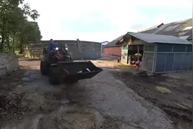奶牛养殖场的日常操作，把刚出生不久的小牛用铲车铲到牛棚里视频封面