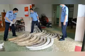 江门海关破获特大走私案，查获大量象牙及制品，其中象牙23根视频封面