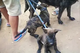 狗市上两只小狗娃被人买走后，狗妈妈着急的来回打转，很无奈！视频封面