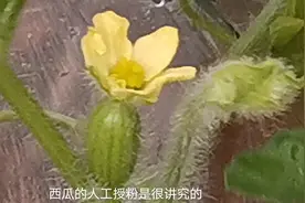 种的西瓜不结果 ，原来是这种情况 ！赶快来弥补吧视频封面