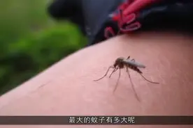 世界上最大的蚊子，身长40厘米，被它叮一口会不会失血晕掉？