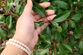 随处可见的植物，妙用这么多，可惜知道的并不多，它叫香樟树