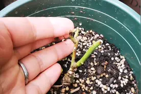 月季新芽莫名的干枯？4个方面没做好，难免出现这样的问题视频封面