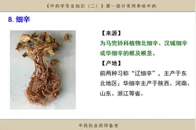 8细辛不过钱，不宜与藜芦同用，注意不犯十八反应用不过量