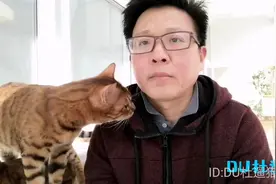 增加图片说明    孟加拉豹猫  和野生亚洲豹猫  的区别  一目了然