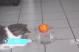 当猫咪喝了高浓度白酒后，一定憋住别笑，镜头拍下全过程