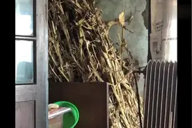 雪姐问姥姥要钱买冰棍,竟然发生了这样的事情,实在是太逗了！