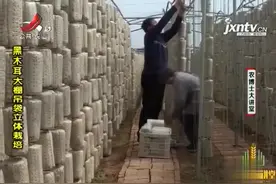黑木耳栽培3：木耳挂袋时，要注意把袋口向下放置，并保持通风