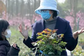 月季枯尖焦叶怎么办？别担心，小感冒而已。视频封面