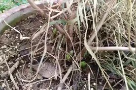 盆栽地栽绣球在北方地区露天安全过冬方法，枯草覆盖下已经萌芽