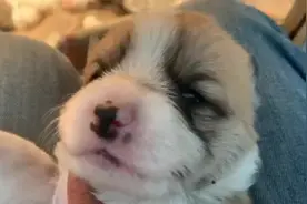 十六天的小柯基睁开了朦胧的小眼睛，跟小熊猫一样，简直太萌了！