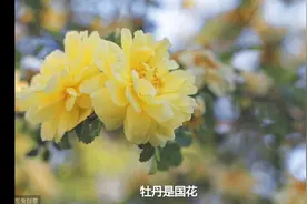 山东牡丹机场即将建成，让洛阳如何自处？网友：赶快改名视频封面
