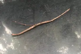 神奇的树枝虫图片