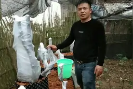 这样栽金弹子树桩，五六月份能发新芽，大家觉得这样栽活吗？视频封面