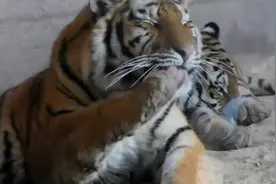 老虎的这些动作很像是一个放大版的猫咪