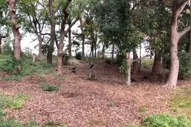 来日本旅游的你有没有发现，日本的乌鸦真是多，还被视为吉祥之鸟视频封面